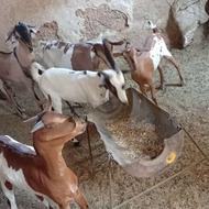 فروش چند بز چاق