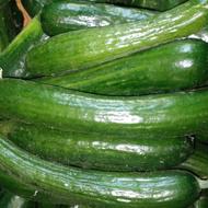 خیار خیار شوری