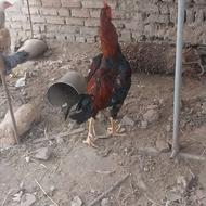 خورس جوجه لاری مورغ لاری