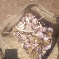 سیر بذری درجه یک شاهین دژ