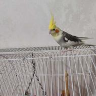 عروس هلندی نر