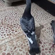 4عددکبوترسالم وسرحال