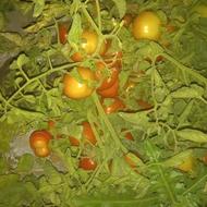فروش گوجه کامل طبیعی مخصوص رب