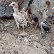 جوجه لاری نسلدار