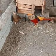 قرقاول بلژیکی