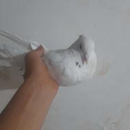کبوتر طوقی در اصفهان