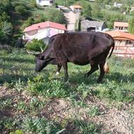 گاو محلی با گوساله