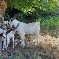 نر تخمی عالی واسه گله