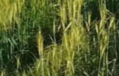 اجاره زمین مراغیه