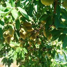 باغ در منطقه خوش اب و هوا و گردشگری عیش آباد(خیارا)