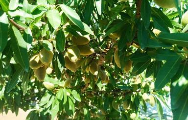 باغ در منطقه خوش اب و هوا و گردشگری عیش آباد(خیارا)