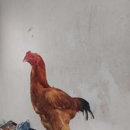 خروس لاری اصل