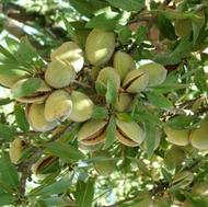 خرید و فروش گردو و بادام