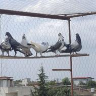 کبوتر پرشی .