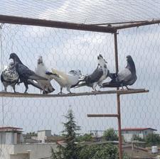 کبوتر پرشی .