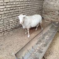 قوچ بدون دنبه