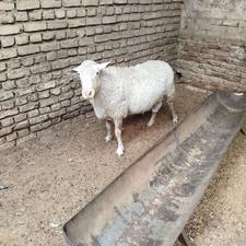قوچ بدون دنبه