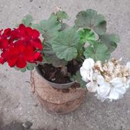گل شمعدونی پر گل و برگ
