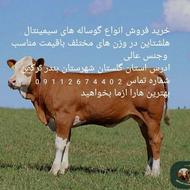 فروش گوساله
