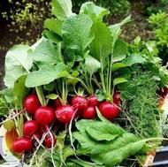سبزی قورمه سبزی سرخ شده