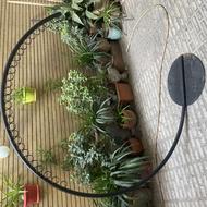 رگال حلقه ای