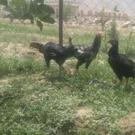 مرغ خروس لاری افغان