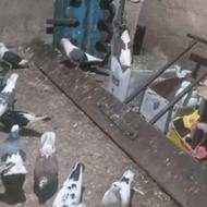 کبوتر پرشی