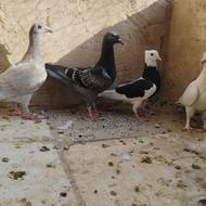 جوجه کبوتر