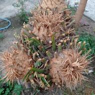 سیکاس چهار کله
