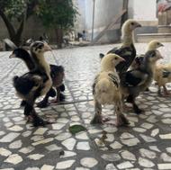 جوجه برهما