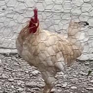 خروس جنگی محلی جوان