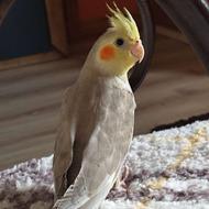 طوطی عروس هلندی بالغ و سرلاکی