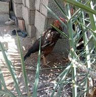 مرغ لاری مامله با کبوتر