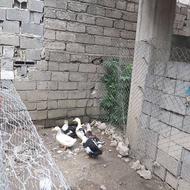 اردک دورگه دُرُشت