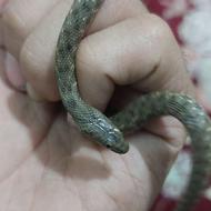 ما رابی بازیگوش