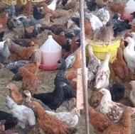 80تا نوچه مرغ گلپایگانی 2ماهه