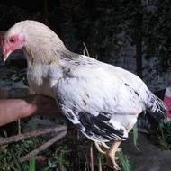3 تا جوجه محلی حراج، معاوضه هم دارم