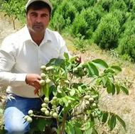 نهالستان بهارنهال