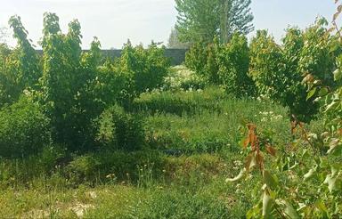 562 متر باغ جوان در روستای زنگی