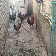 مرغ خروس محلی وگلین