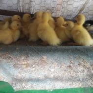 بچه اردک اسرائیلی