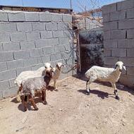 چهار بره تخمی یک نر سه ماده