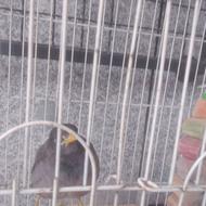 مرغ مینا سخنگو