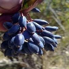 ابزرشک کوهی طبیعی و تازه و ارگانیک