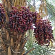 خرما خوشی خریدارم