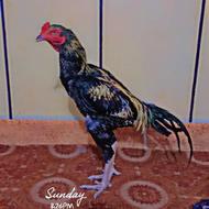 خروس سندی‌اصل