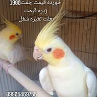 عروس هلندی بالغ جفت خورده