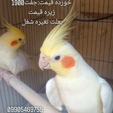 عروس هلندی بالغ جفت خورده