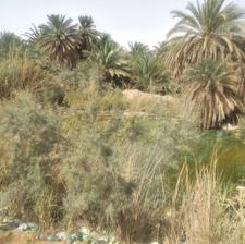 طراحی درختان ونظارت فضای سبز