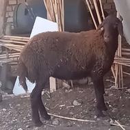 بره توقلی ماده افشار